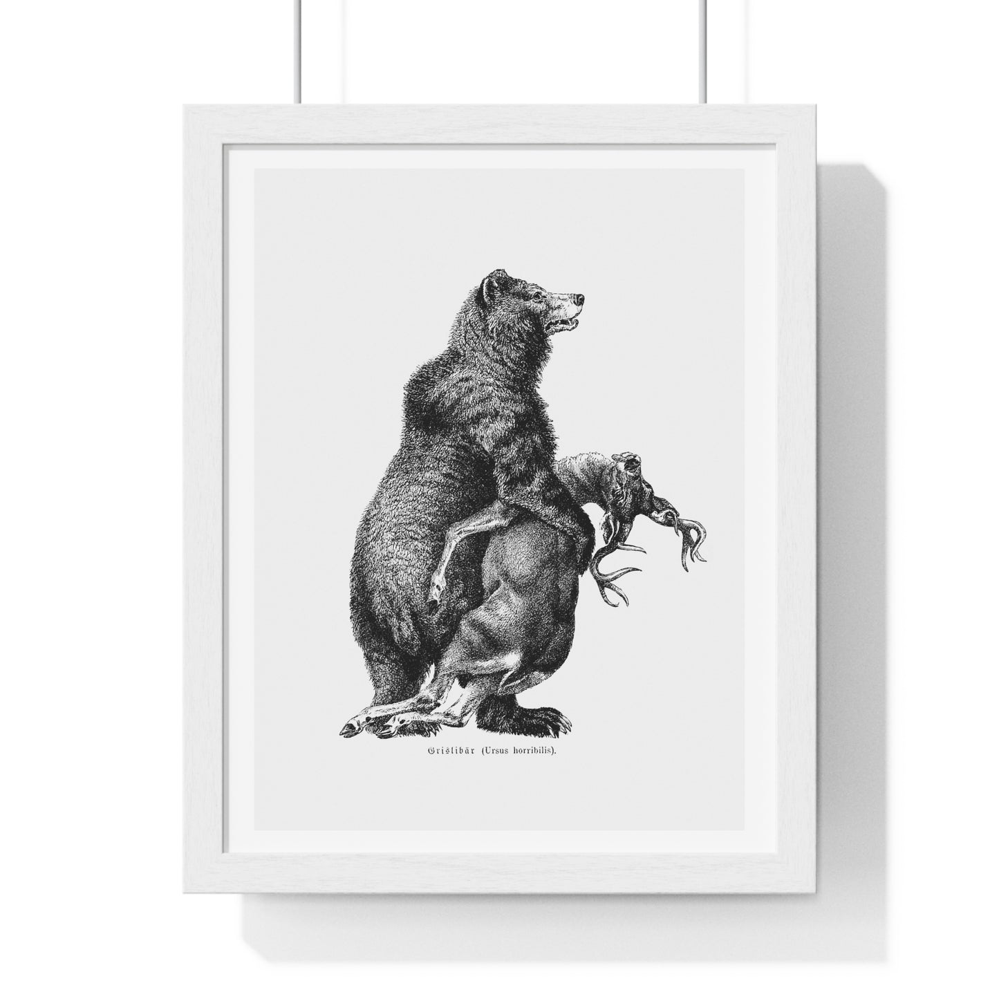 Grizzly Bear from Amerika Eine Allgemeine Landeskunde (1894) by Wilhelm Sievers from the Original, Framed Art Print