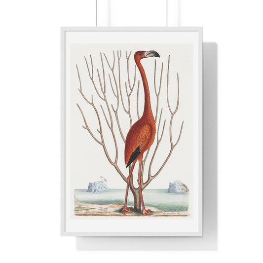 Flamingo (1731–1743) Vintage Illustration by Mark Catesby, from the Original, Framed Art Print