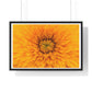 Vibrant Yellow Flower Relaxing Large Wall Art, Framed Print