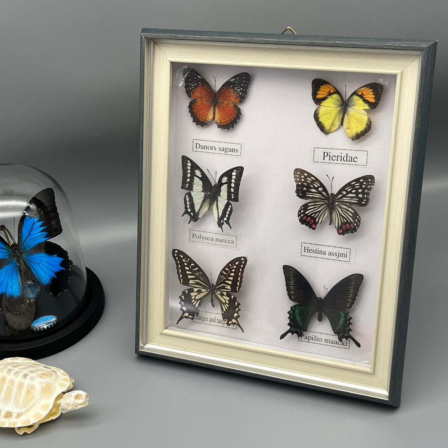 Real Framed Assorted Ethically-Sourced Butterflies, Framed Butterfly Wall Decor