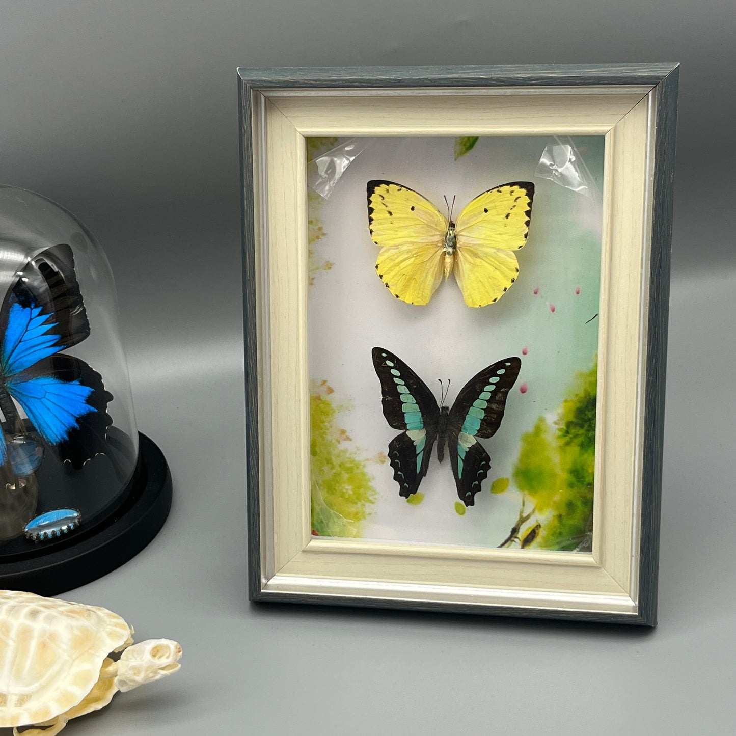 Real Framed Assorted Ethically-Sourced Butterflies, Framed Butterfly Wall Decor