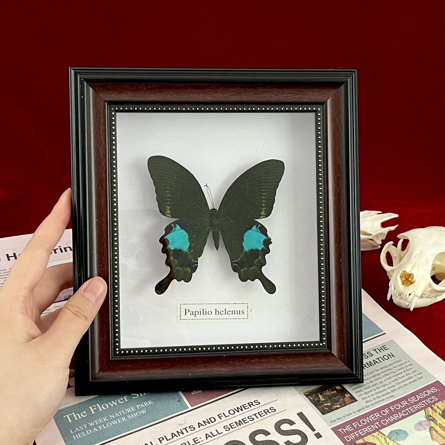 Real Framed Assorted Ethically-Sourced Butterflies, Framed Butterfly Wall Decor