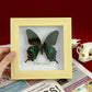 Real Framed Assorted Ethically-Sourced Butterflies, Framed Butterfly Wall Decor