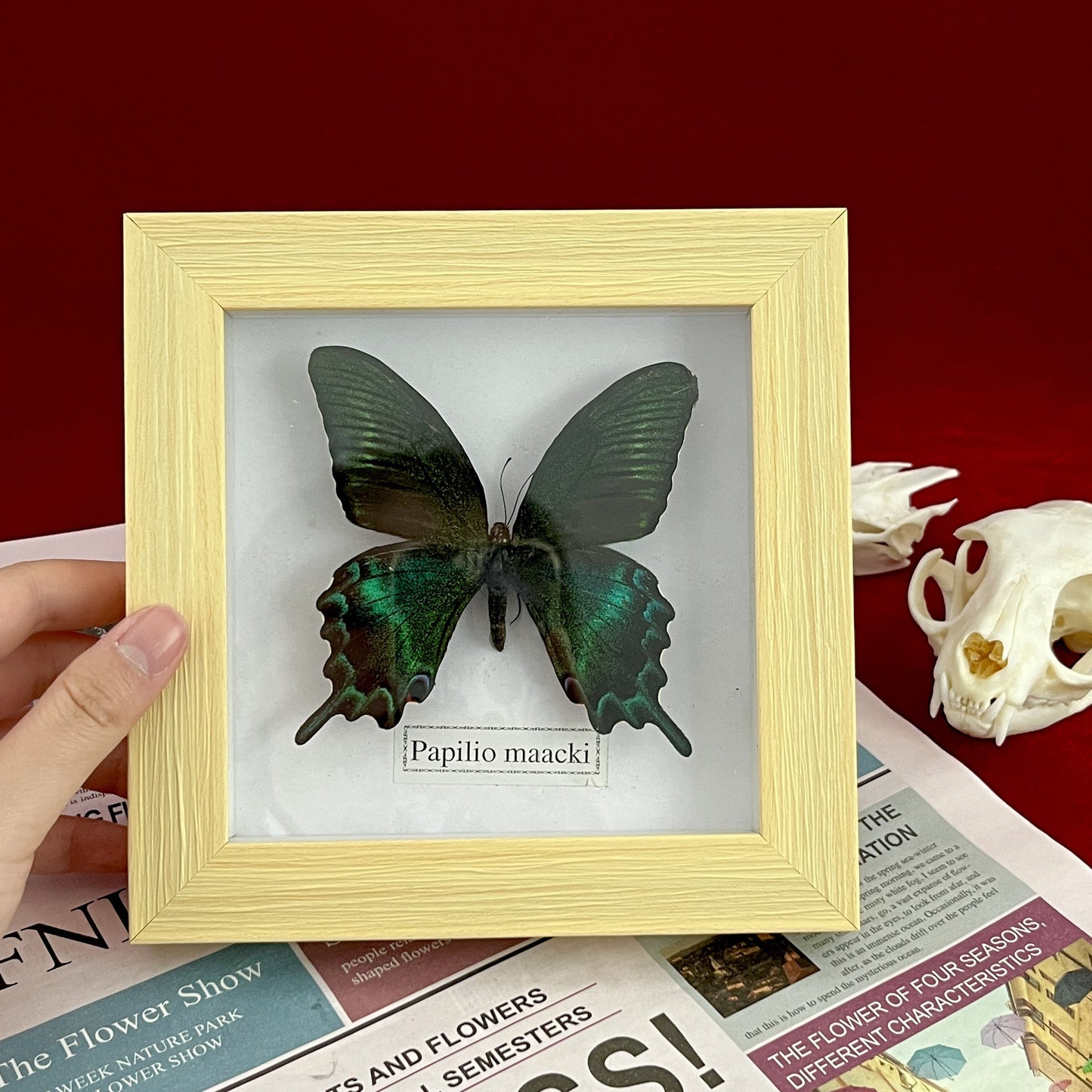 Real Framed Assorted Ethically-Sourced Butterflies, Framed Butterfly Wall Decor