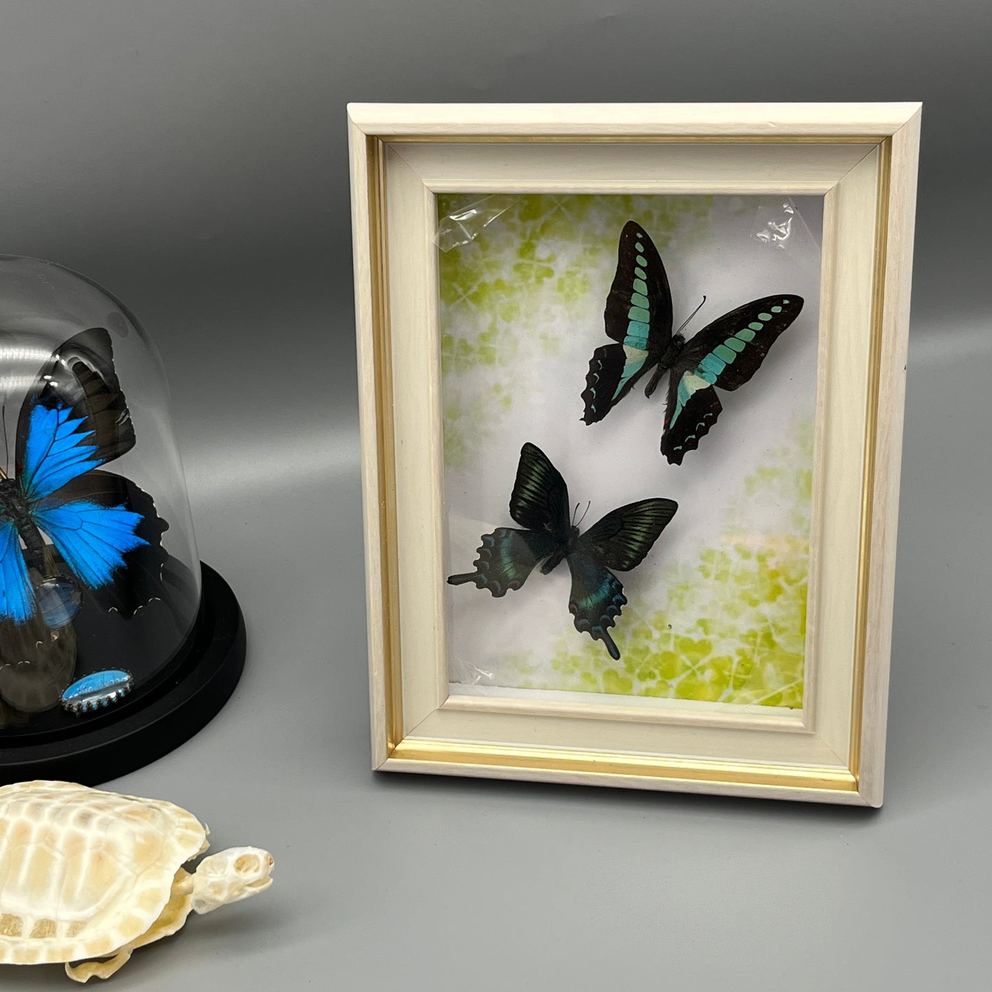 Real Framed Assorted Ethically-Sourced Butterflies, Framed Butterfly Wall Decor