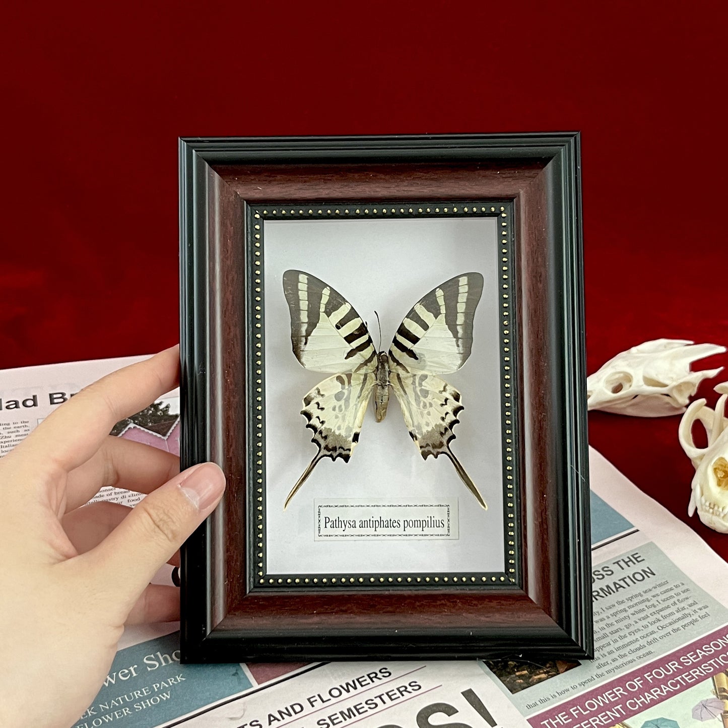 Real Framed Assorted Ethically-Sourced Butterflies, Framed Butterfly Wall Decor