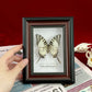 Real Framed Assorted Ethically-Sourced Butterflies, Framed Butterfly Wall Decor