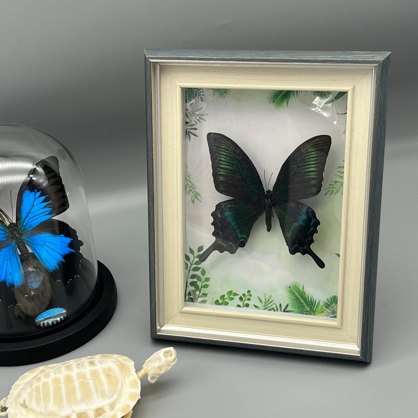 Real Framed Assorted Ethically-Sourced Butterflies, Framed Butterfly Wall Decor