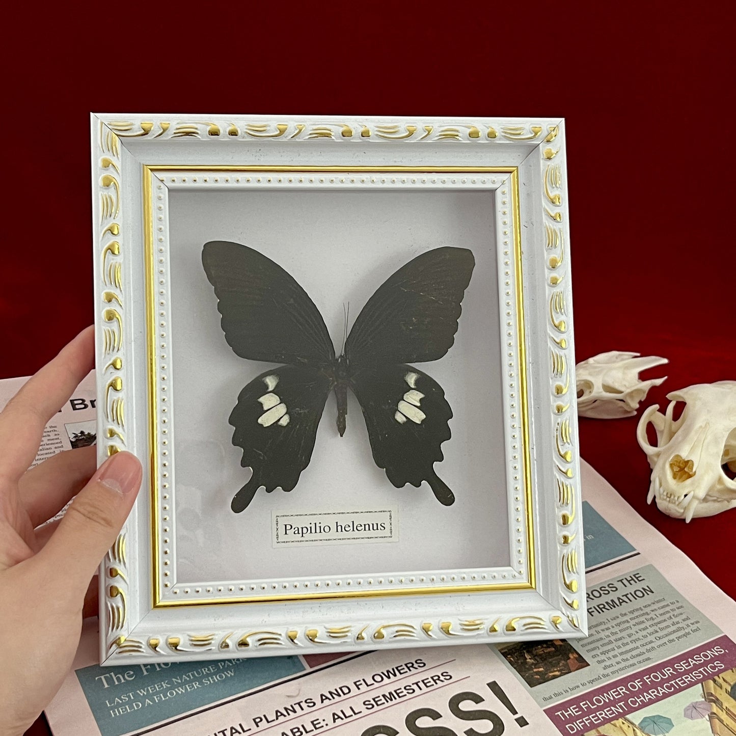 Real Framed Assorted Ethically-Sourced Butterflies, Framed Butterfly Wall Decor