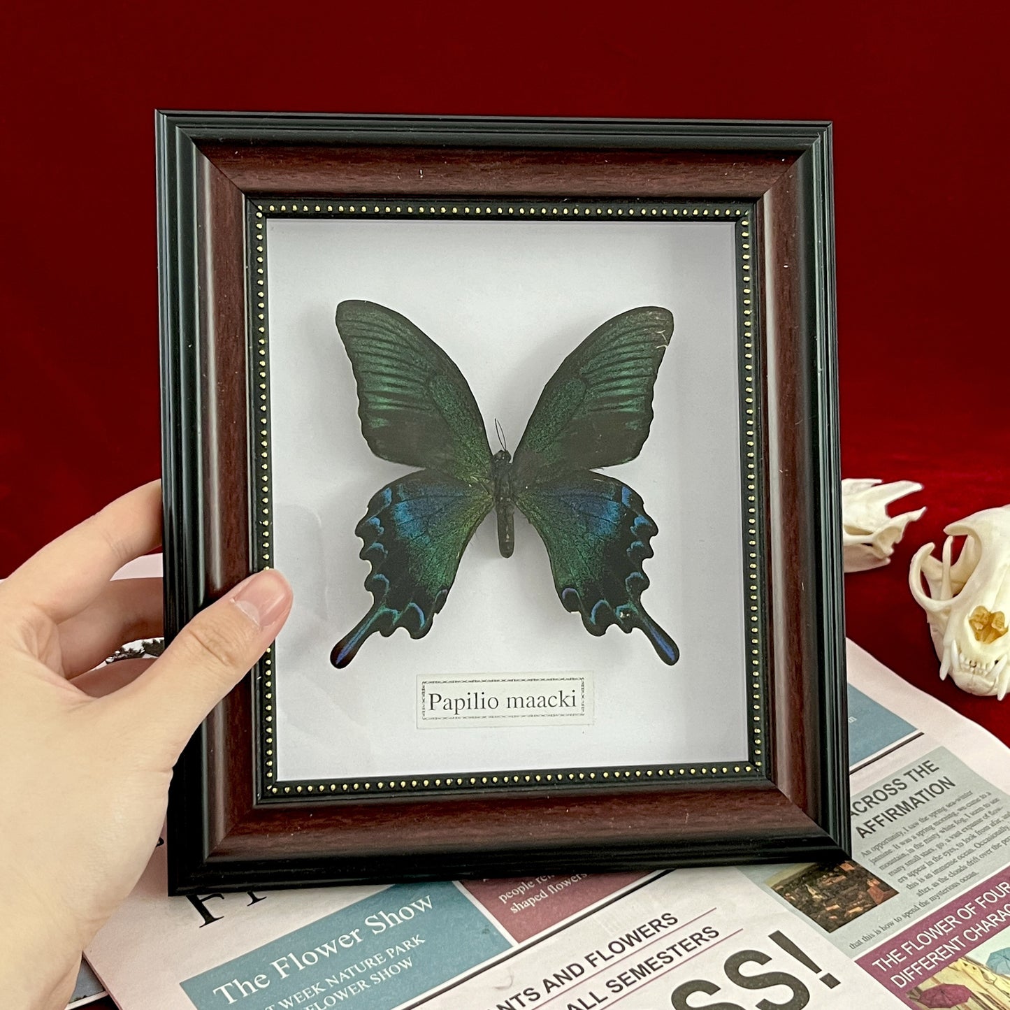 Real Framed Assorted Ethically-Sourced Butterflies, Framed Butterfly Wall Decor