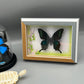 Real Framed Assorted Ethically-Sourced Butterflies, Framed Butterfly Wall Decor