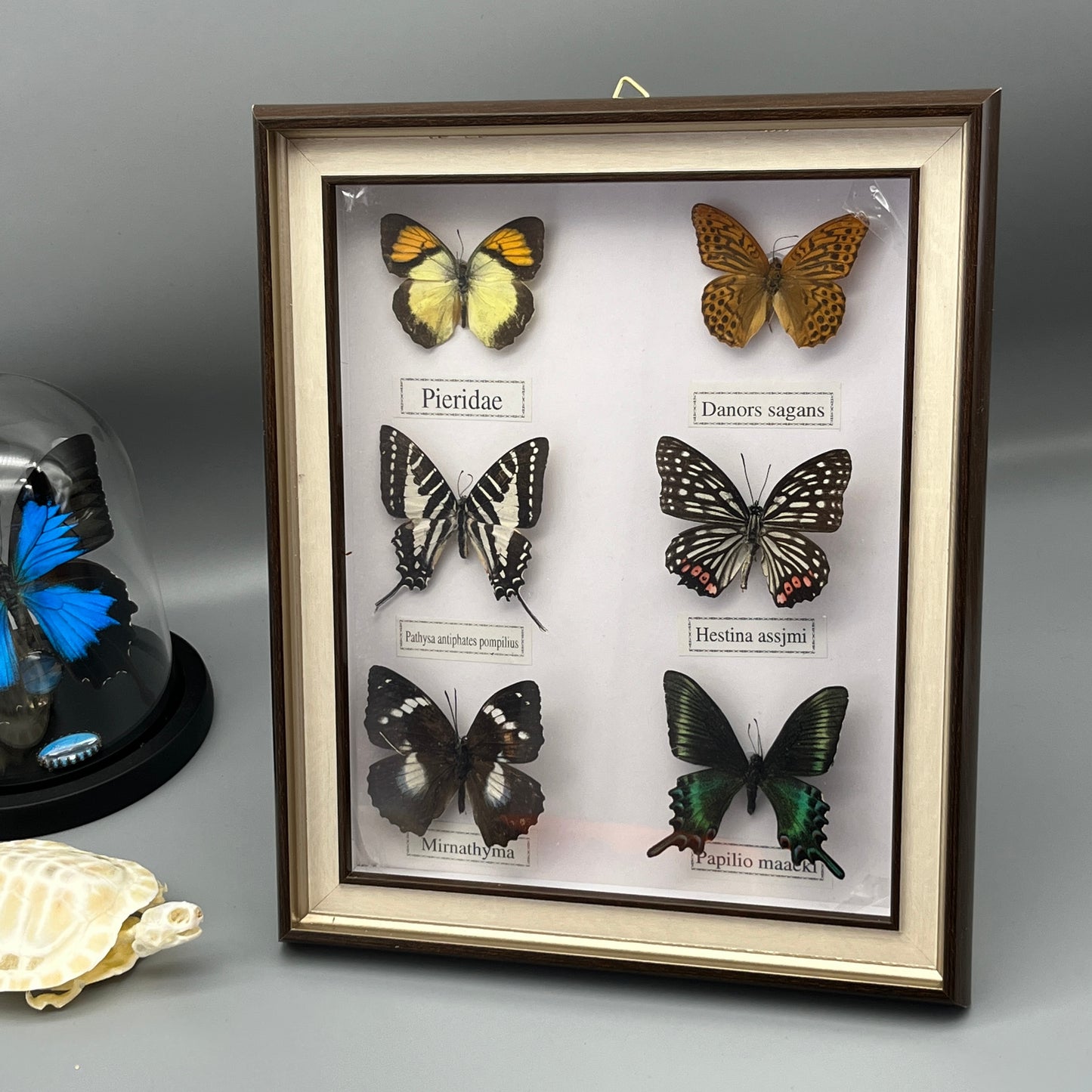 Real Framed Assorted Ethically-Sourced Butterflies, Framed Butterfly Wall Decor