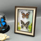 Real Framed Assorted Ethically-Sourced Butterflies, Framed Butterfly Wall Decor