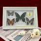 Real Framed Assorted Ethically-Sourced Butterflies, Framed Butterfly Wall Decor