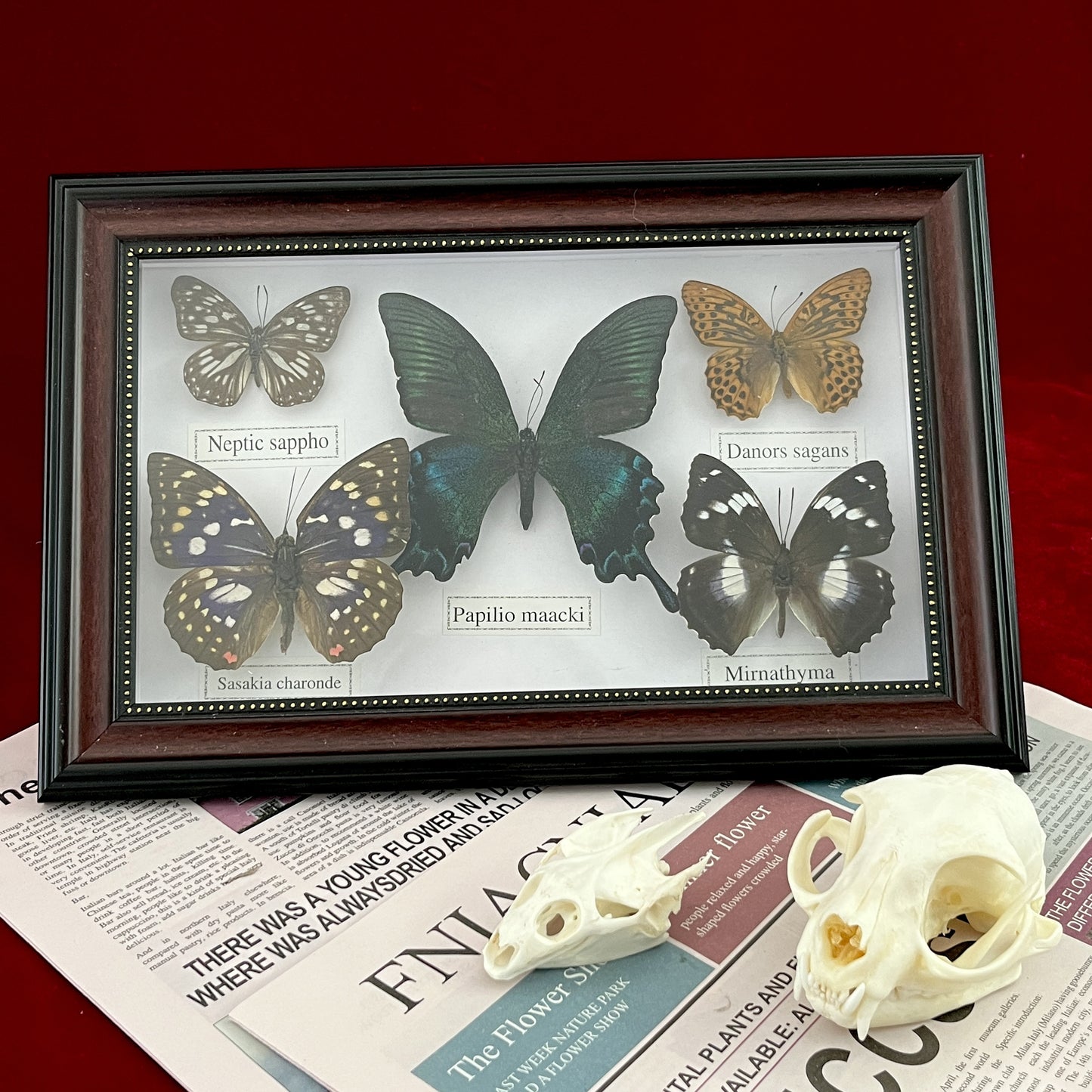 Real Framed Assorted Ethically-Sourced Butterflies, Framed Butterfly Wall Decor