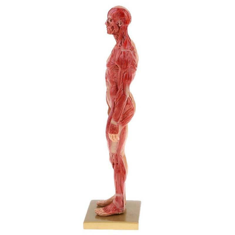 Musculoskeletal Anatomy Human Model, Medical Teaching Sculpture