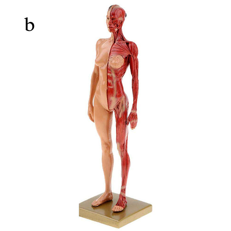 Musculoskeletal Anatomy Human Model, Medical Teaching Sculpture