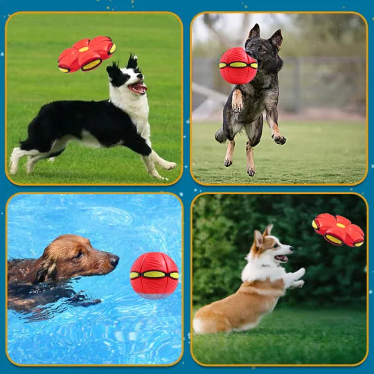 Pet Toy Flying Saucer Soft Plastic Ball Frisbee