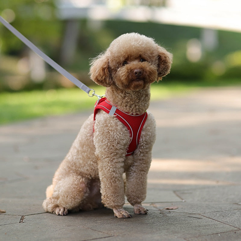 Dog Body Harness and Lead Set for Small Dogs